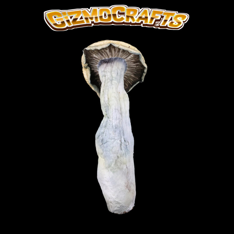Golden-Teachers | Magic Mushrooms | Cannabis Strain | Gizmo Selection | Gizmo crafts