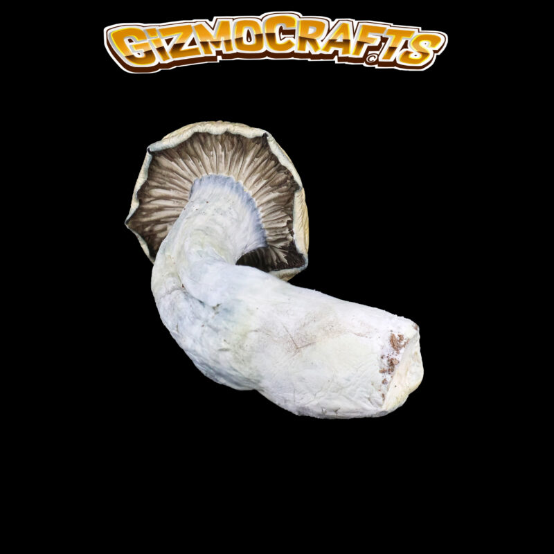 Golden-Teachers | Magic Mushrooms | Cannabis Strain | Gizmo Selection | Gizmo crafts
