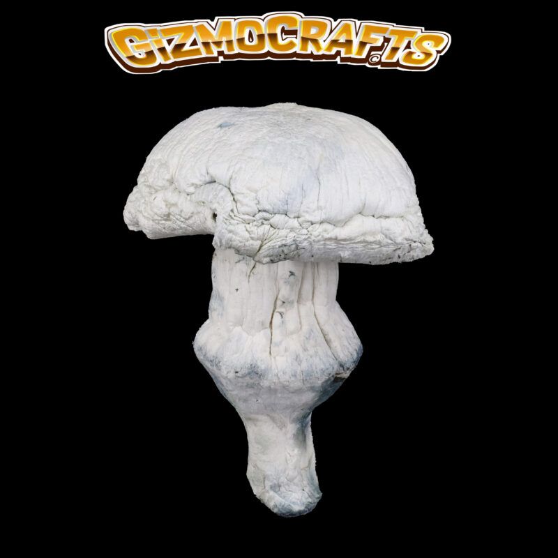 Albino Penis Envy (APE Cubensis) | Magic Mushrooms | Cannabis Strain | Gizmo Selection | Gizmo crafts
