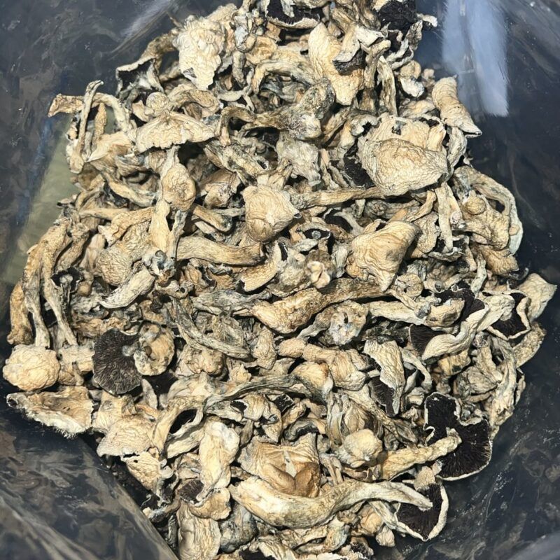 Atlantic Treasure Coast (Magic mushrooms) | Cannabis Strain | Gizmo Selection | Gizmo crafts