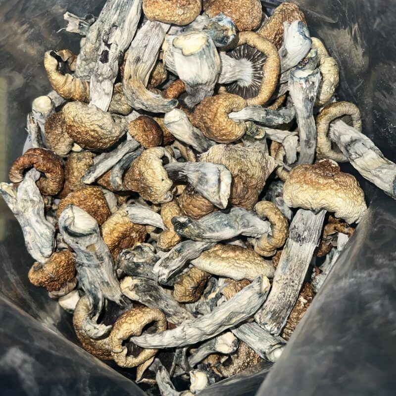 Cambodia (Magic mushrooms) | Cannabis Strain | Gizmo Selection | Gizmo crafts